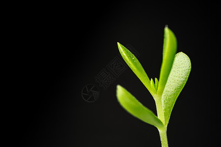 苗芽有机的黑色背景高清图片