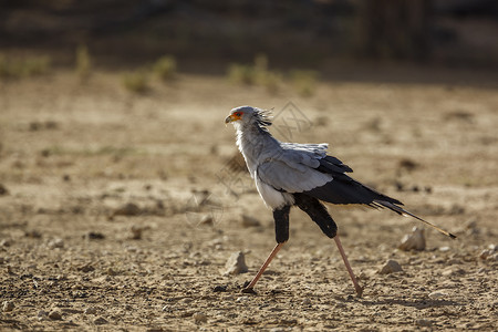 南非Kgalagaddi跨界公园的秘书鸟濒危栖息地野生动物物种荒野生物圈保护区动物自然保护区驱动背景