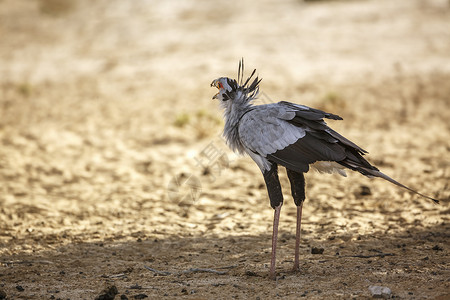 南非Kgalagaddi跨界公园的秘书鸟猎物游戏生物保护区沙漠凤头濒危动物野性野生动物背景