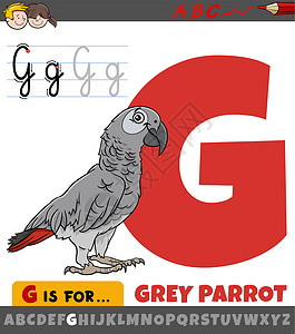 字母G 用卡通灰鹦鹉鸟设计图片