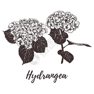 Hydrangea 花朵矢量说明背景图片