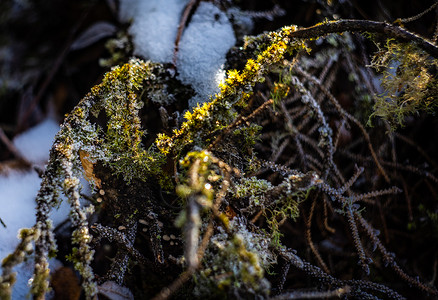 冬天苔藓树干和树枝 上面有积雪旅行滑雪苔藓地标荒野背景