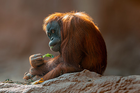 婆罗洲猩猩自然坐着高清图片