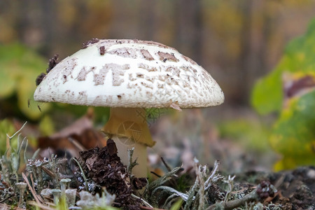 采蘑菇伞菌蘑菇白色鹅膏菌 秋天森林背景下针叶中的有毒 有毒和致幻蘑菇 选择性的焦点 模糊的背景食物野生动物危险地面植物学植物林地苔藓荒背景