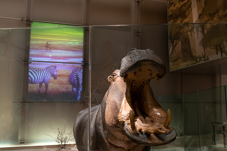 斯密森尼亚的希波复制山历史坐骑河马牙齿博物馆背景图片