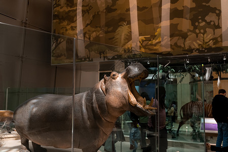 斯密森尼亚的希波复制山河马历史牙齿坐骑博物馆高清图片