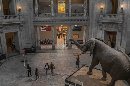 斯密森尼亚大象复制山历史博物馆象鼻高清图片