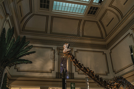 斯密森尼安的长颈恐龙化石展历史恐龙博物馆长颈脖子高清图片