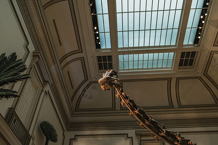 斯密森尼安的长颈恐龙化石展长颈恐龙博物馆脖子历史背景图片