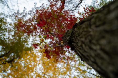 北威斯康星州中西瀑布颜色落叶橙子黄色黄树红树红色树叶背景图片