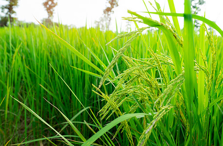 选择性地关注稻穗 绿色稻田 水稻种植园 亚洲的有机水稻农场 世界市场概念中的大米价格 农田的美丽自然 稻田 植物栽培季节商业阳光背景图片