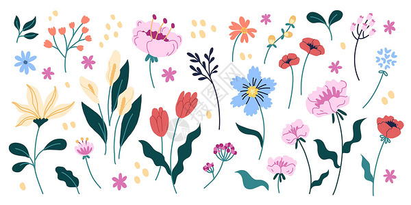 浪漫的植物花卉美丽的收藏 绘图花组合集 白鹤芋 郁金香 玫瑰 叶子 花蕾花元素背景图片