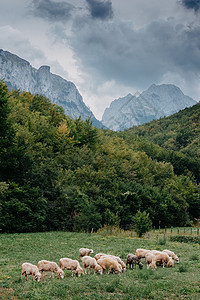 瑞士羊牧场阿尔卑斯山高山高清图片