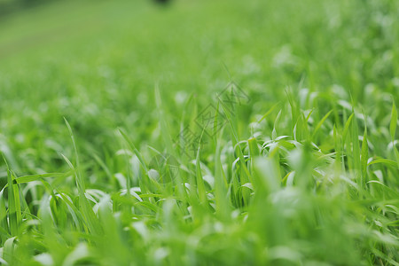 绿绿草绿色植物乡村农业背景图片
