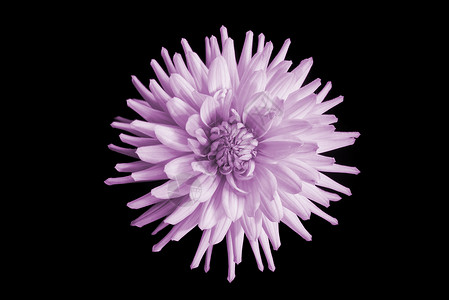 美丽的粉粉粉大丽花菊花植物群宏观植物学生长紫色雏菊花瓣植物花园背景图片