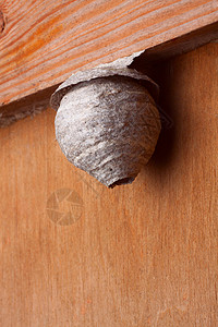 黄蜂的巢栖息地构造圆顶荒野蜂巢害虫危险住所入口昆虫高清图片