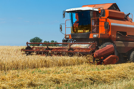 联合收获的粮食田小麦成熟场景化合物天空食物种子农村碳水稻草燕麦植物背景图片