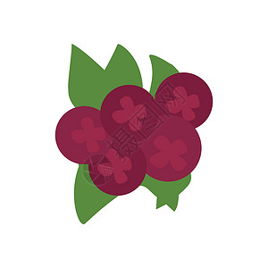 巴西针叶樱桃草莓 孤立的紫浆果 矢量图像 平板设计插画
