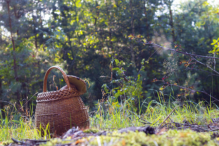 林中蘑菇篮自然草篮高清图片