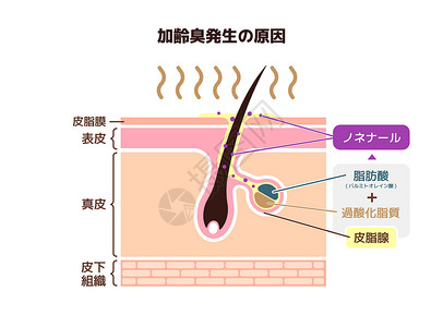 不老男神毛笔字久老的臭气矢量说明的原因中年老年表皮真皮气味皮肤除臭剂插图大汗腺皮层插画