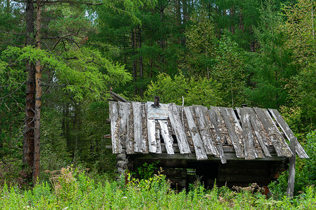 古老木头房子被抛弃的老荒废 在夏天出生在森林边缘 森林里的木林小屋 猎人之家房子场地谷仓木头草地历史窝棚乡村衰变古董背景