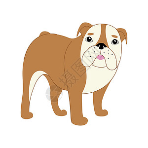白色背景的英语斗牛犬小狗卡通片宠物动物棕色打印犬类姿势插图海报背景图片