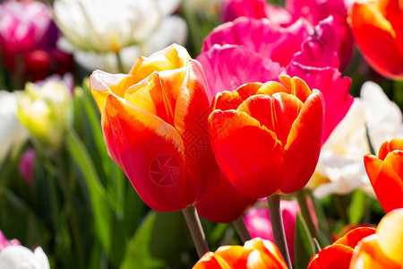 春天盛开的郁金香花作为花卉背景植物白色粉色花朵植物群郁金香花园绿色背景图片