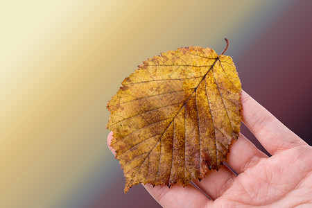 手握着白色背景的干枯秋叶树叶叶子黄色季节植物水彩干叶棕色背景图片