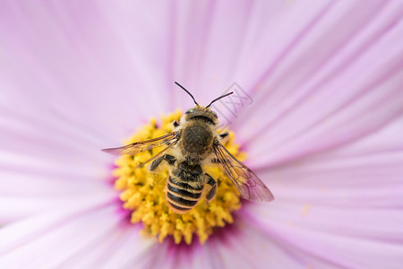 大自然花儿的蜜蜂蜂蜜野生动物昆虫甲虫木头隐藏翅膀花园藏身处花蜜背景图片