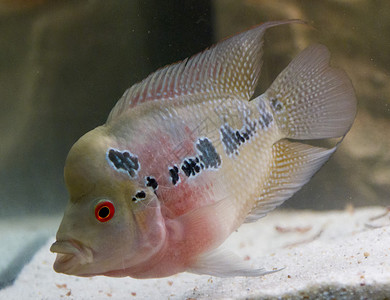 红色鱼非洲大米鱼水族馆 非洲蓝色花角绿色科鱼驼峰野生动物喇叭淡水热带游泳背景