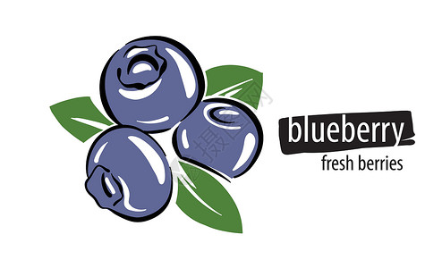 蓝莓叶子白色背景上的蓝莓( Draw 矢量)设计图片