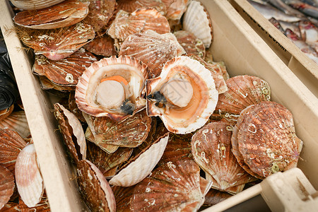 贝壳鱼法国迪耶普海产食品市场新鲜扇贝海洋烹饪贝类食物美食渠道贝壳营养英语盒子背景