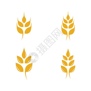 燕麦植物小麦矢量图标插画设计营养种子燕麦标签质量农业饮食插图植物农场插画