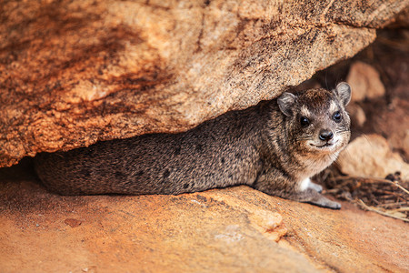 关家小动物Rock hyrax躲藏在大石头之间 肯尼亚安博塞利国家公园背景
