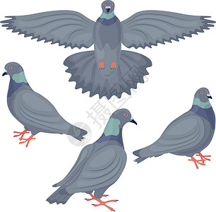 吃果子鸟一组鸽子 从不同角度描绘的鸽子 收集城市鸟类 白底矢量插图等图像集 以白色背景显示设计图片