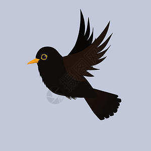 黑色翅膀黑鸟飞行插画