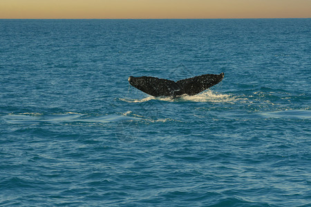 鲸鱼  搁浅亚布罗霍斯的座头鲸哺乳动物鲸鱼大头捕鲸移民海洋生物鱼种海洋自然保护区环境背景