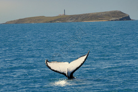 鲸鱼  搁浅亚布罗霍斯的座头鲸自然保护区海洋捕鲸环境海洋生物鲸鱼大头移民哺乳动物鱼种背景