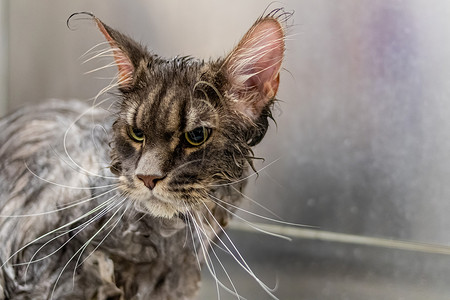 猫水在美容沙龙洗澡和清洁 缅尼坚宠物动物卫生美容师刷子淋浴烘干洗发水修剪魅力背景