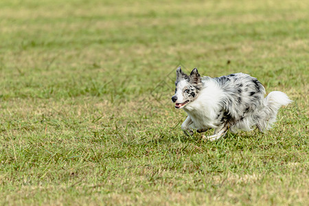 边疆狗在野外跑来跑去 追逐诱饵犬类院子公园运动员游戏竞赛赛车活力草地农村背景图片