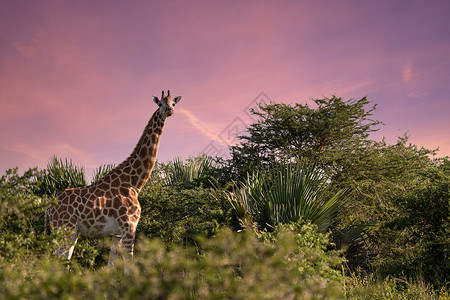 维戈迪法萨非洲全景高清图片