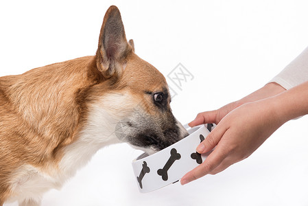 饿肚子黄色的柯基犬高清图片