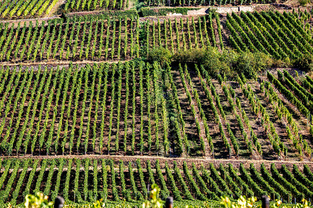 法国Alsace葡萄酒街上的养殖场农村酒路背景图片