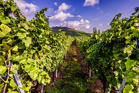法国Alsace葡萄酒街上的养殖场农村酒路背景图片