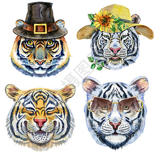 猎人帽一组老虎肖像 白色背景上的野生动物水彩色插图水彩织物帽子猫科猎人橙子哺乳动物微笑动物丛林背景