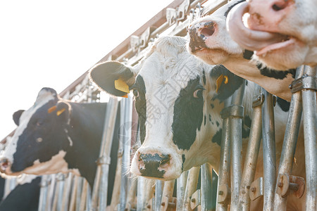 善待农名工农场上黑白斑点的奶牛黑色牛肉挤奶工农业摊位家畜品种喇叭哺乳动物畜牧业背景
