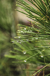 清晨用蜘蛛网和露水滴的松针宏观露珠火花生长松树季节液体花园植物叶子背景图片