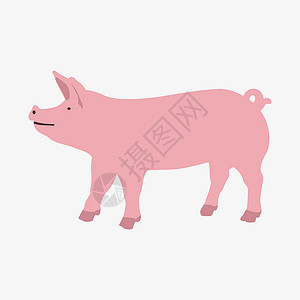 京剧白士中小猪白背景猪的矢量插图Name插画