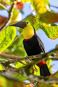 阿法斯鸟类学热带雨林高清图片