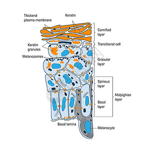 粒状的皮肤的解剖结构和功能 医学插图插画